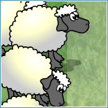 image of sheep